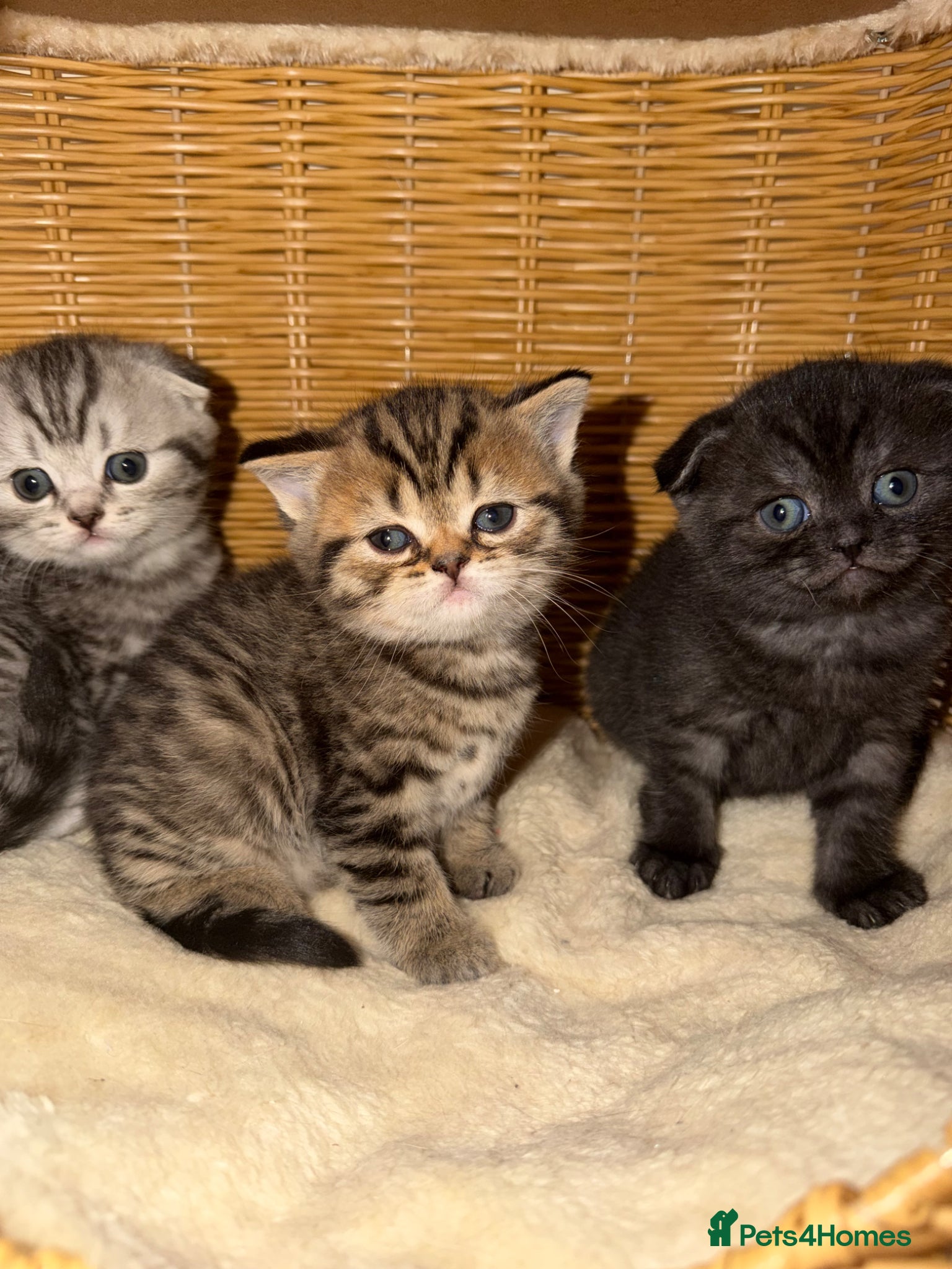 Scottish Fold cats Scottish fold black smoke kitten  - Advert 4
