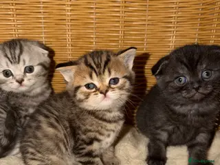 Scottish Fold cats Scottish fold black smoke kitten - Advert 4