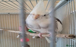 Cockatiels birds for sale: Pair of Cockatiels  - Advert 3