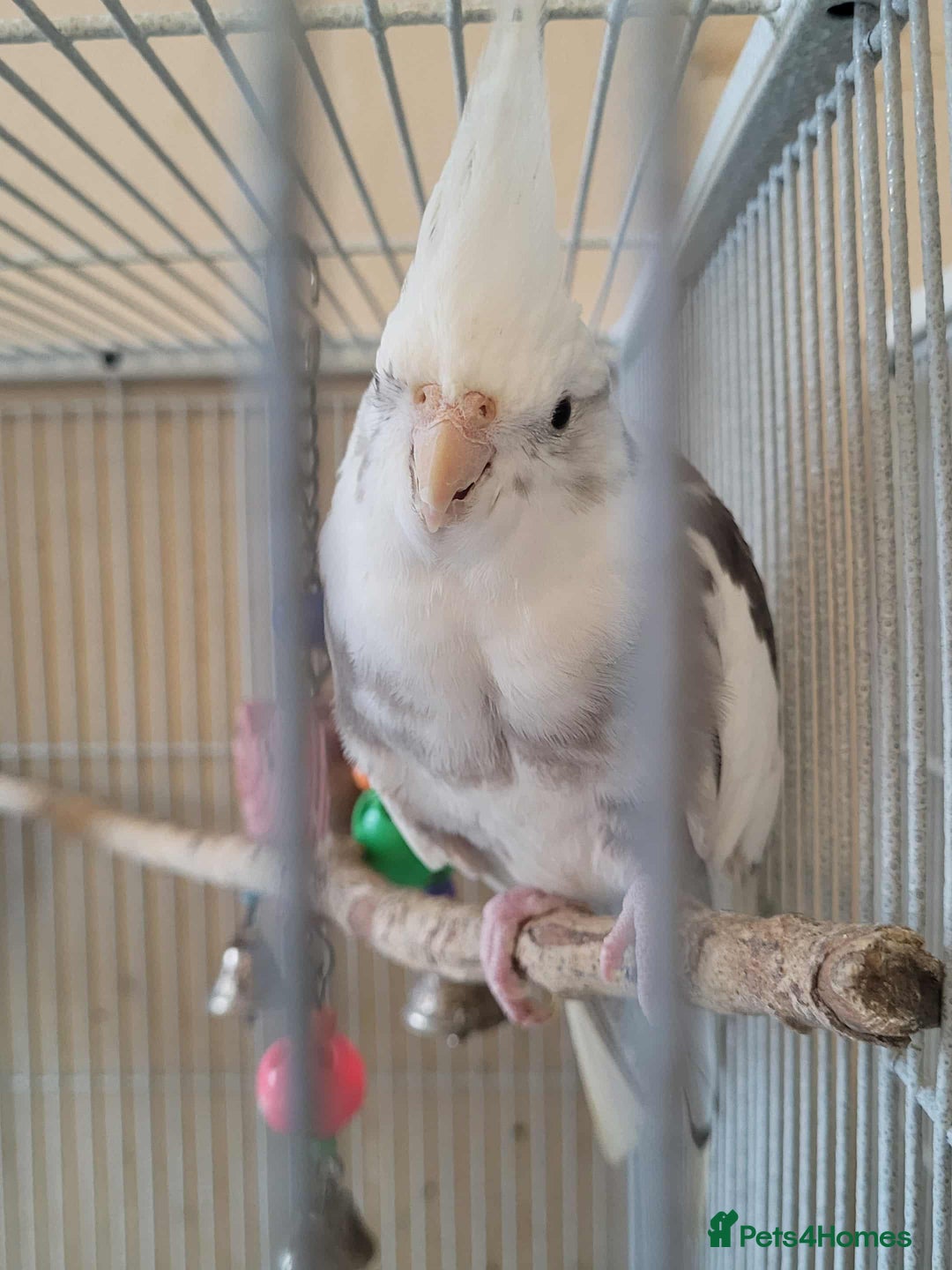 Cockatiels birds for sale: Pair of Cockatiels  - Advert 3