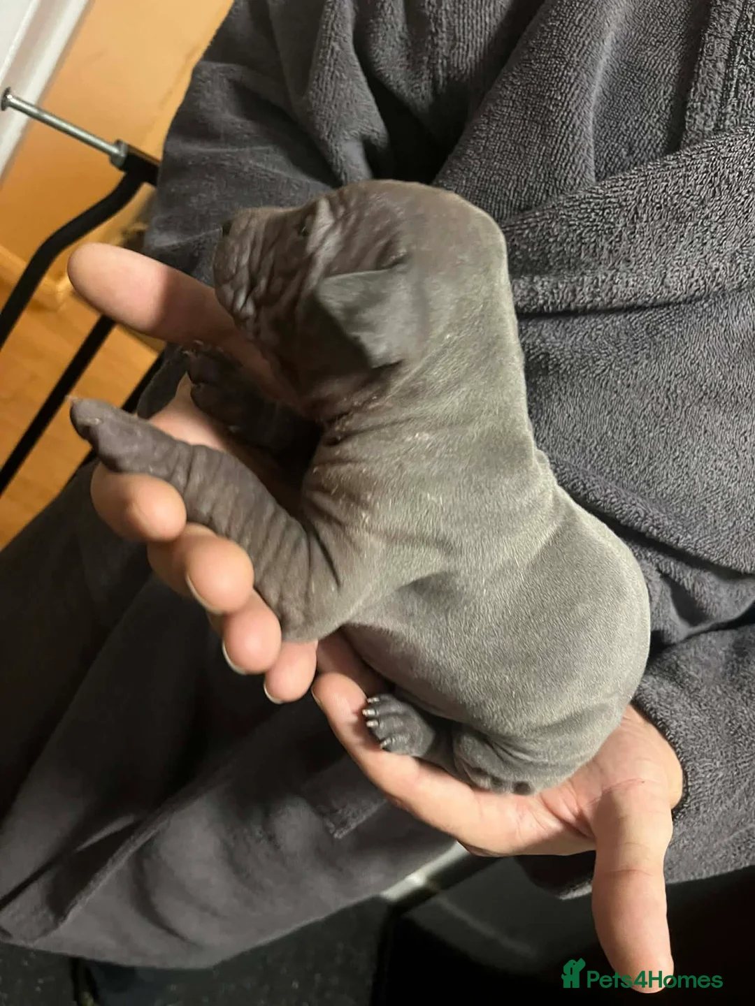 Thai Ridgeback dogs for sale: (New pictures)Thai Ridgeback puppy’s 🏆 - Advert 17