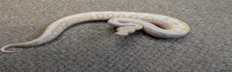 Python Snake reptiles for sale: 2026 Royal Python Hatchlings in Telford - Advert 3