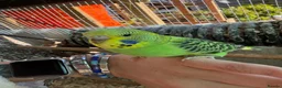 Budgerigars birds for sale: Budgies  in Worksop - Advert 3