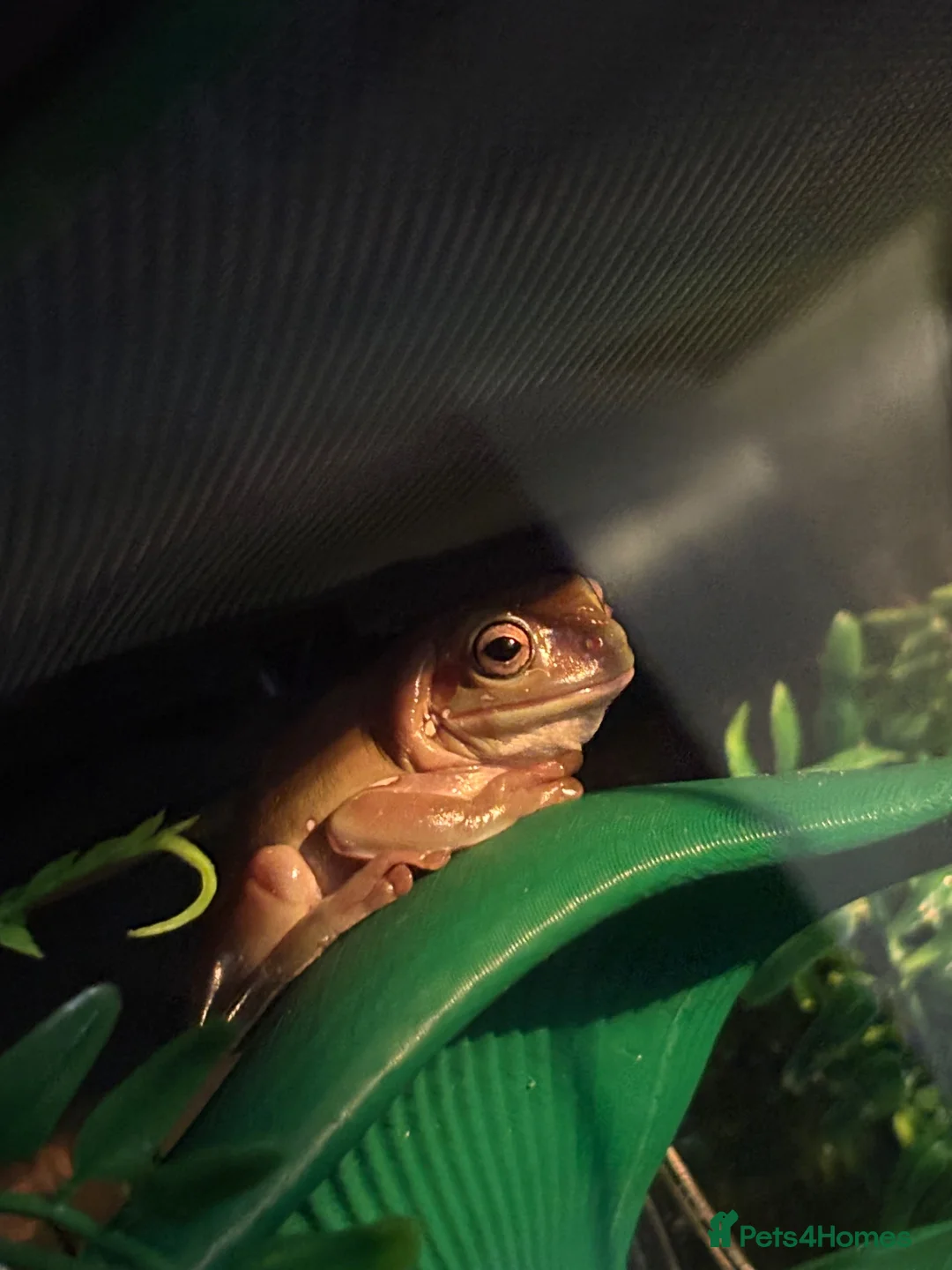 Frog reptiles for sale: 3 white tree frogs+ tank and stand  in Wolverhampton - Advert 4