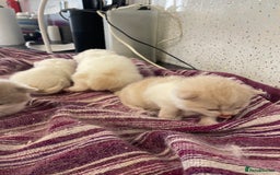 British Shorthair cats for sale: 5  Registered British Shorthair  in Manningtree - Image 26