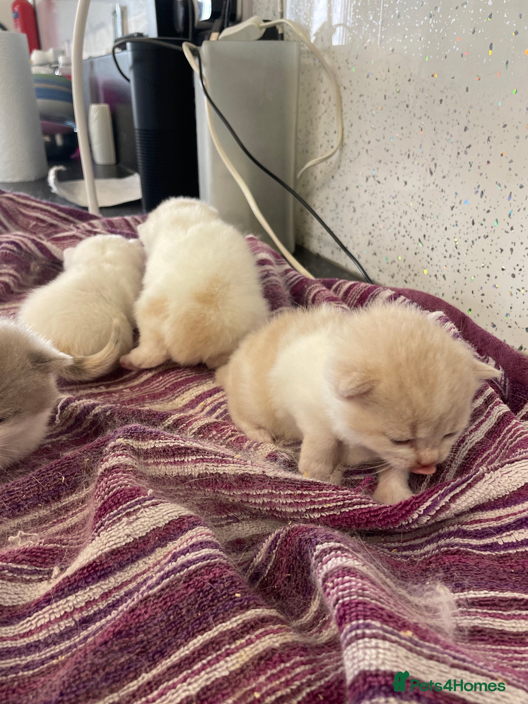 British Shorthair cats for sale: 5  Registered British Shorthair  in Manningtree - Image 26