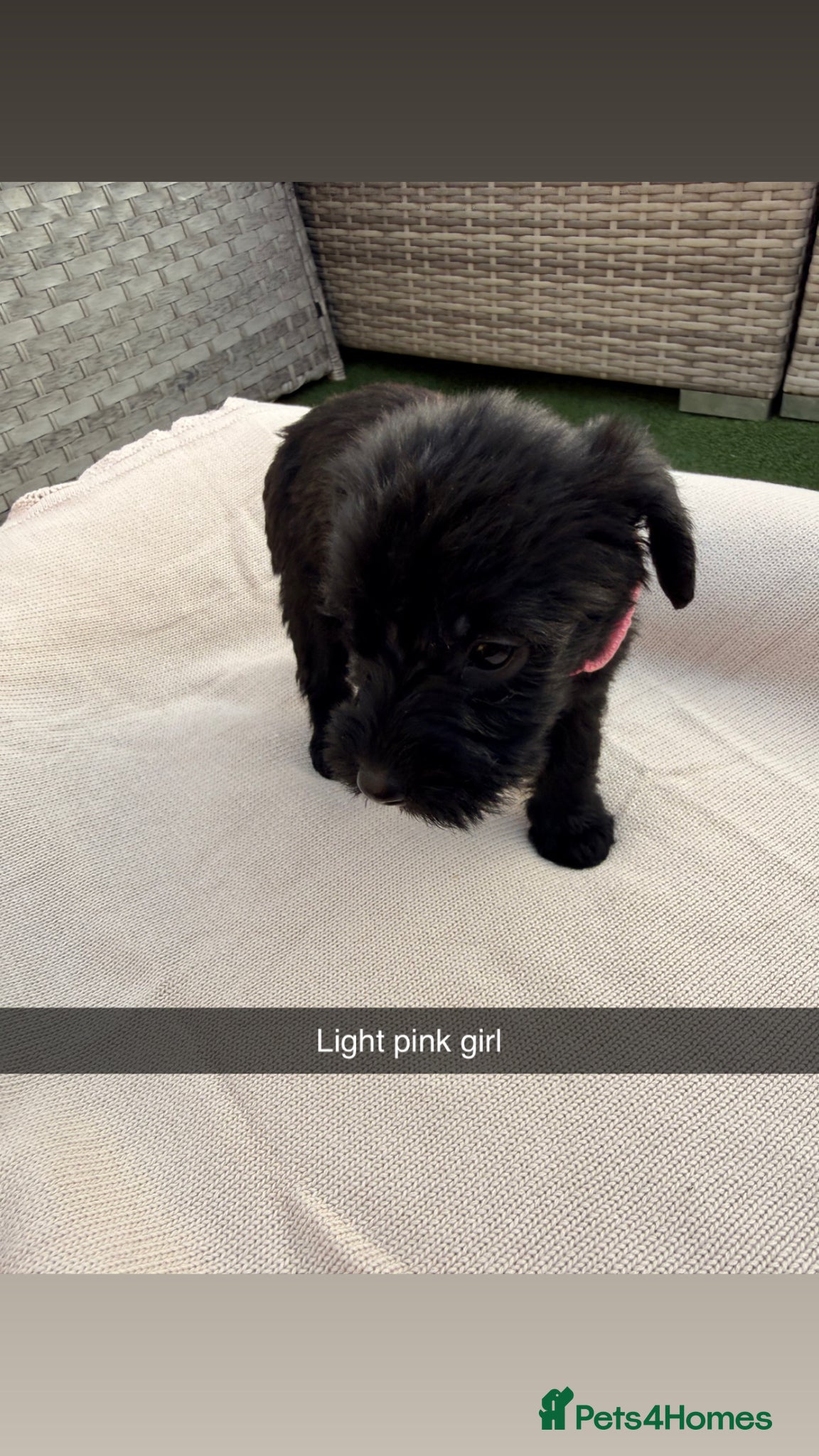 Mixed Breed dogs for sale: Whoodle puppies  - Advert 10