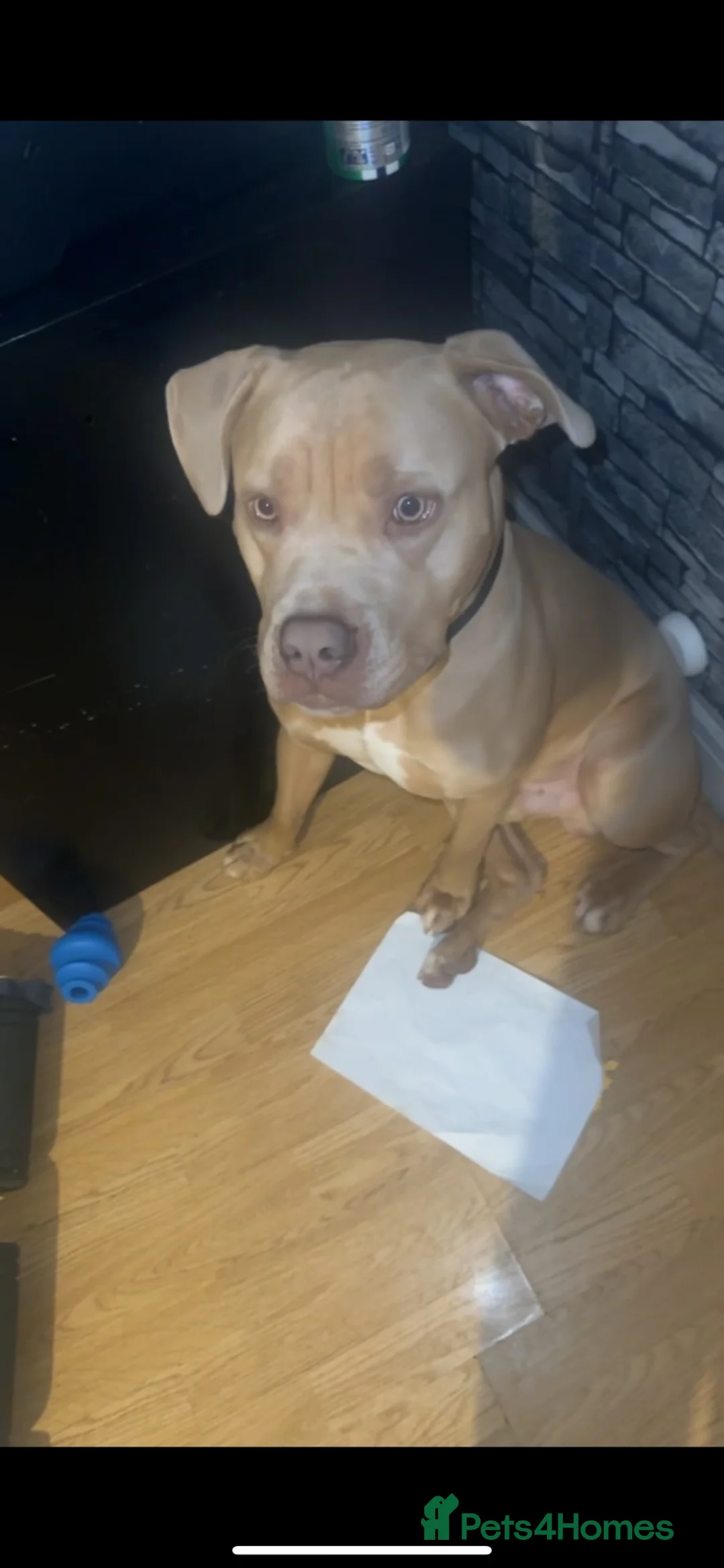 Bandog dogs for sale: Adult American Bulldog for Sale.  in London - Advert 2