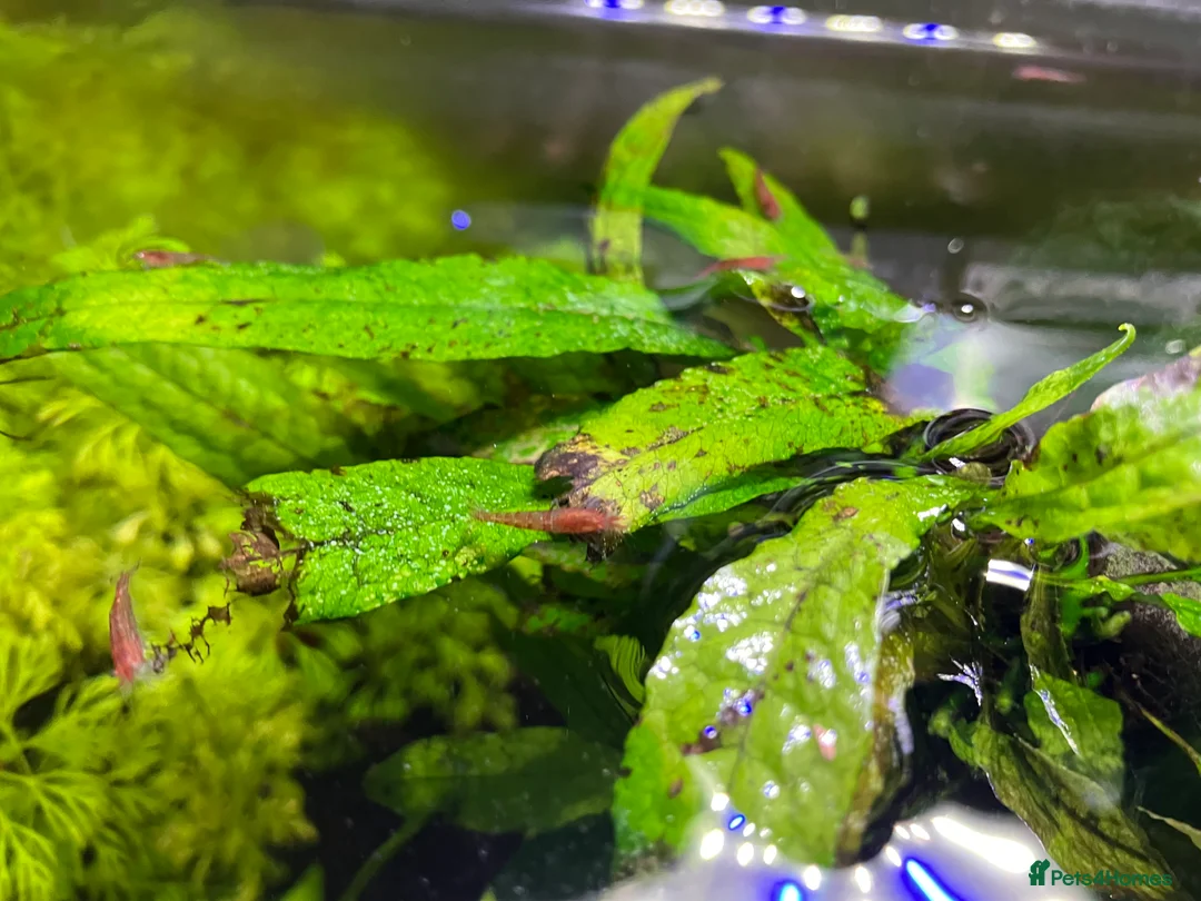 Shrimps fish for sale: Cherry shrimp - Juvenile and babies  - Advert 4