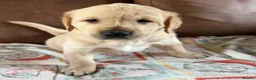 Labrador Retriever dogs for sale: Labrador X Golden retriever  - Advert 6