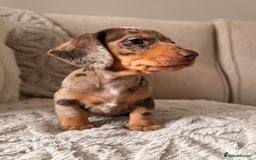 Miniature Dachshund dogs for sale: OUTSTANDING TRUE TO TYPE SMOOTH MINI DACHSHUNDS  - Image 3