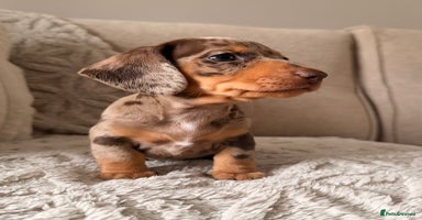 Miniature Dachshund dogs - Advert 7