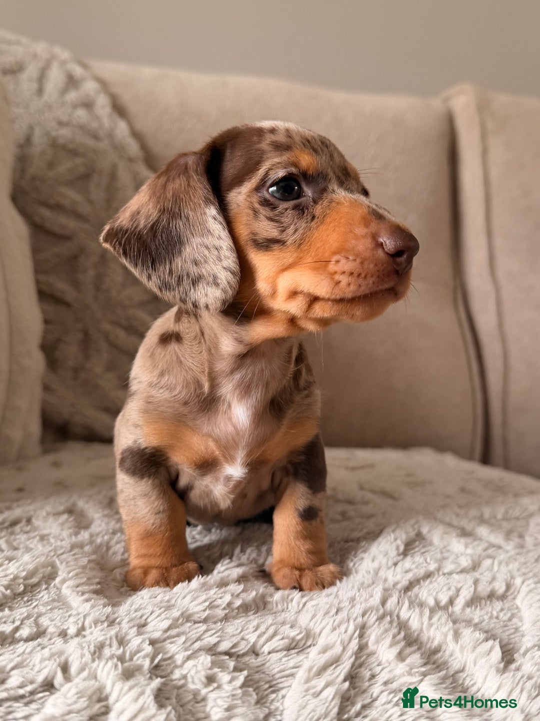 Miniature Dachshund dogs for sale: OUTSTANDING TRUE TO TYPE SMOOTH MINI DACHSHUNDS  - Image 3