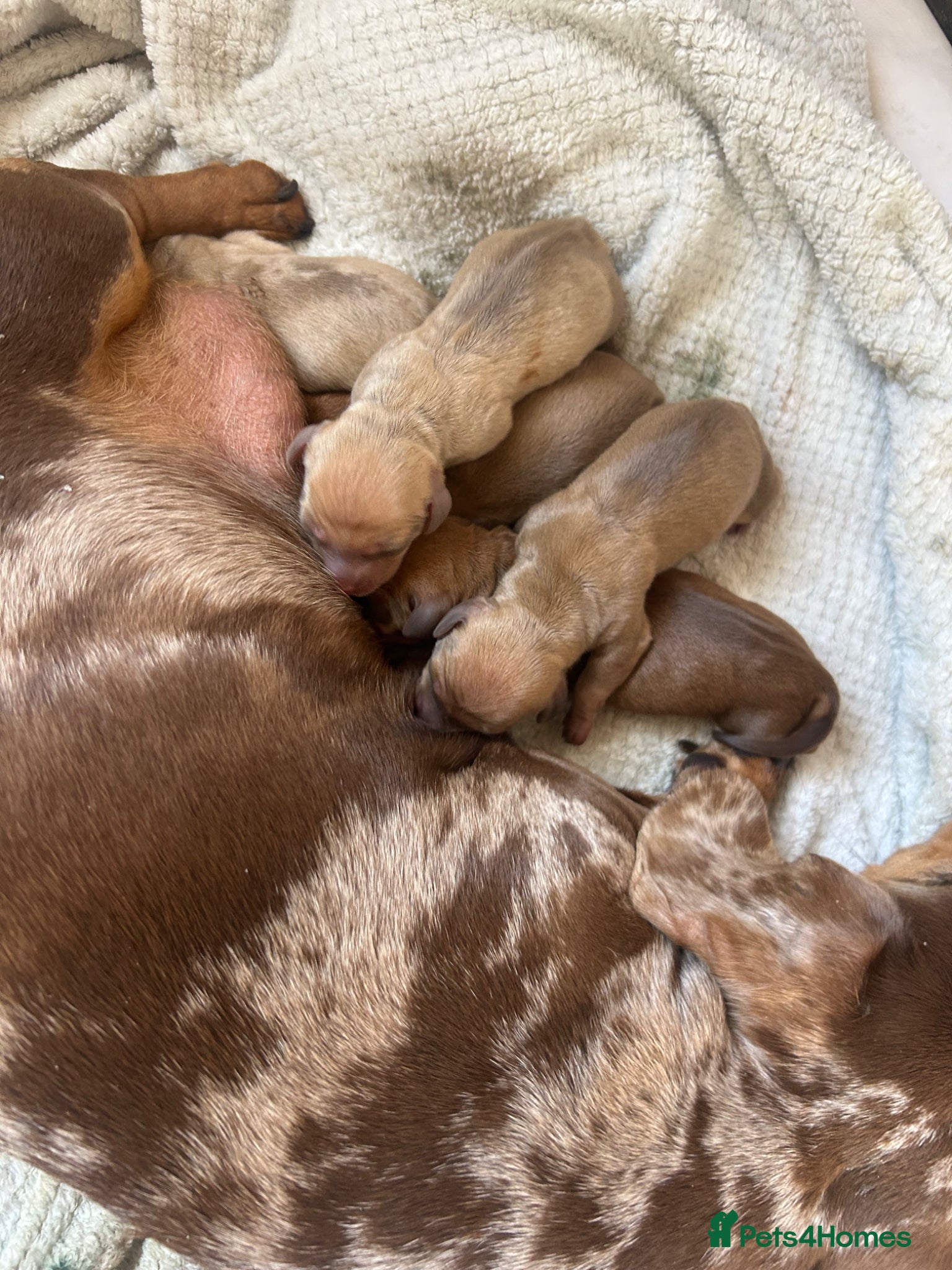 Miniature Dachshund dogs KC miniature dachshunds - Advert 1