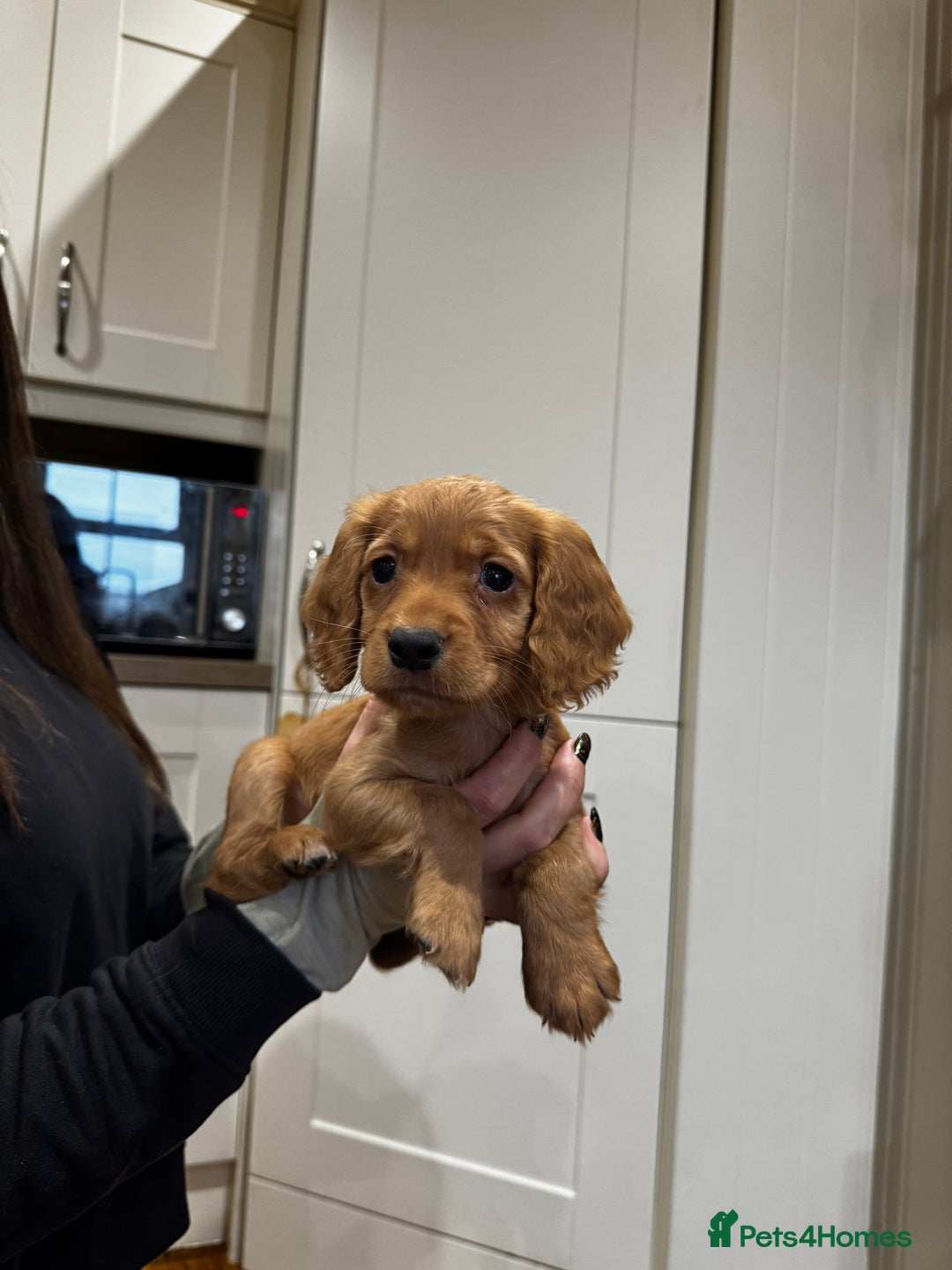 Cocker Spaniel dogs for sale: Beautiful Dark Red KC Registered Cocker Pups - Advert 22