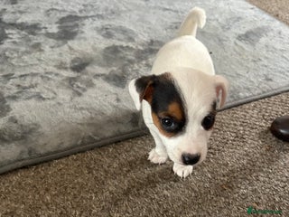 Jack Russell dogs - Advert 8