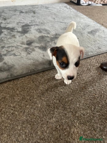 Jack Russell dogs - Advert 1