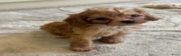 Cavapoo dogs for sale: Tiny toy cavapoos  - Advert 20