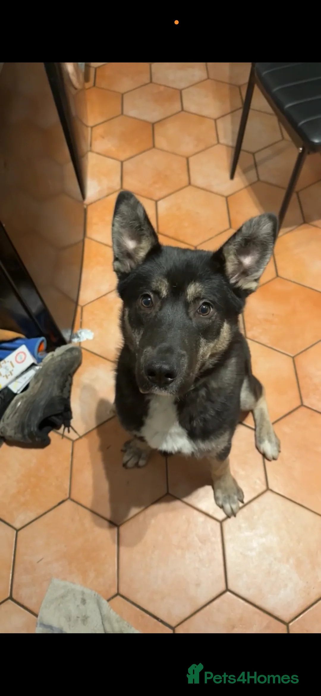 Mixed Breed dogs for sale: 5 month old husky mix Loki 💙 - Advert 1