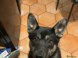 Mixed Breed dogs 5 month old husky mix Loki 💙 - Advert 2