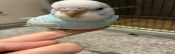 Budgerigars birds for sale: Baby budgies for sale Wigan  - Advert 11
