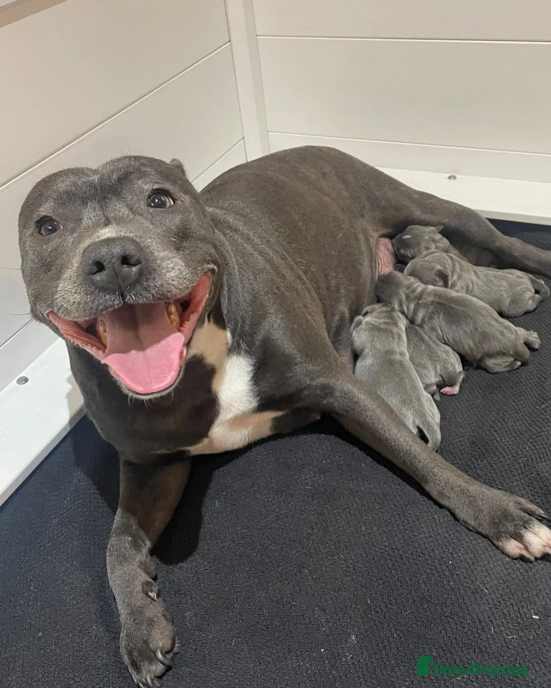 Staffordshire Bull Terrier dogs for sale: 🐾 Beautiful Staffordshire Bull Terrier Puppies  in Norwich - Advert 1