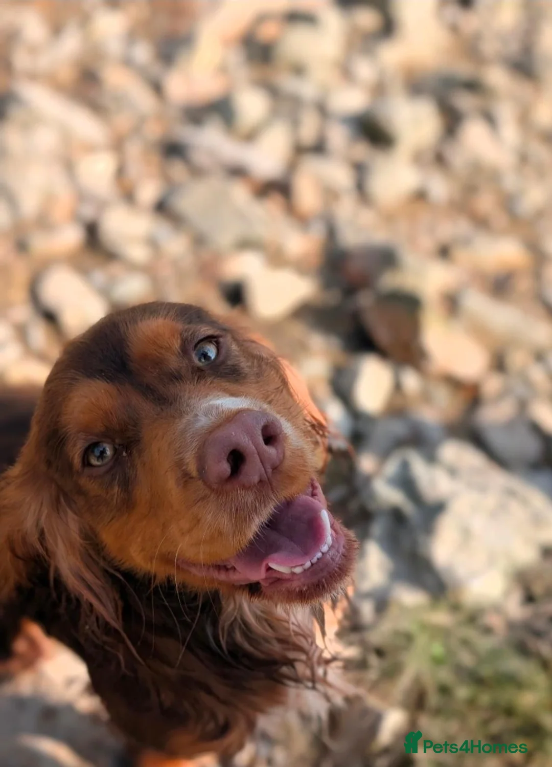 Cocker Spaniel dogs for stud: 🐾 WORKING COCKER SPANIEL – STUD  - Advert 2