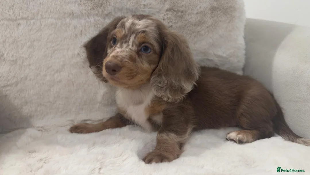 Miniature Dachshund dogs for sale: Oustanding Longhair Minature Dachshund  - Advert 1