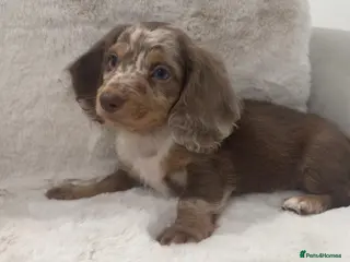 Miniature Dachshund dogs Oustanding Longhair Minature Dachshund - Advert 5
