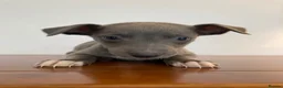 Whippet dogs for sale: Whippet puppies READY TO GO NOW  - Advert 4