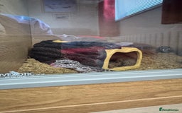 Gecko reptiles for sale: Lovely baby leopard gecko - Image 1