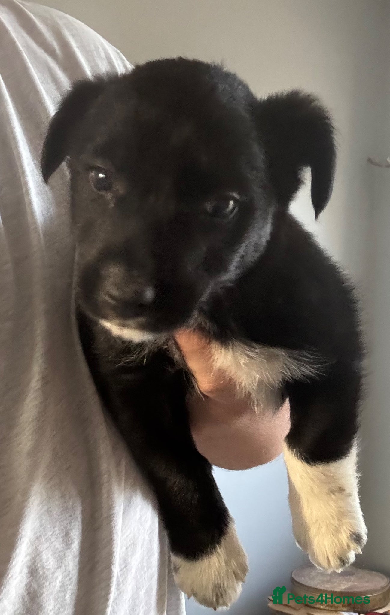 Mixed Breed dogs Collie cross scruffy jack last boy pup ready now  - Advert 8