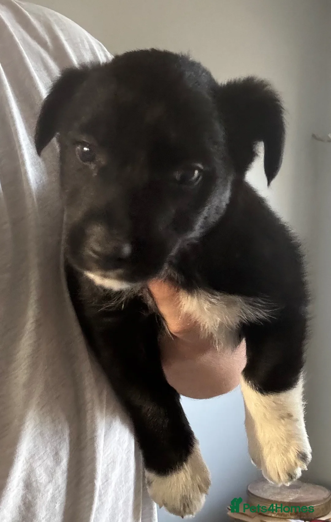 Mixed Breed dogs for sale: Collie cross scruffy jack last boy pup ready now  - Advert 1