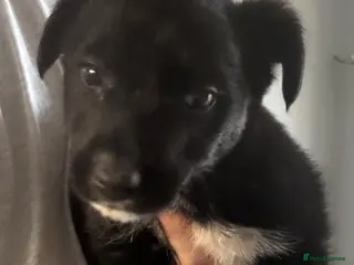 Mixed Breed dogs Collie cross scruffy jack last boy pup ready now - Advert 8