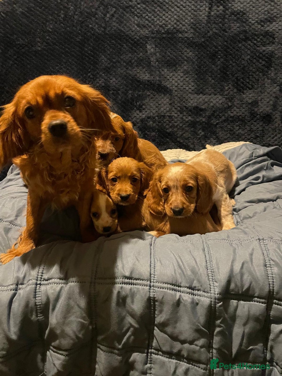 Cavapoo dogs for sale: Cavapoo puppy's  - Advert 2