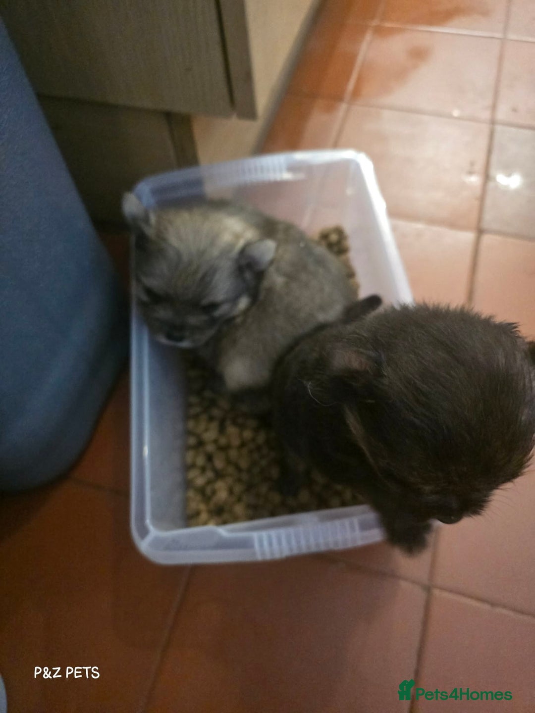 Mixed Breed dogs for sale: Mixed breed puppies - Advert 4