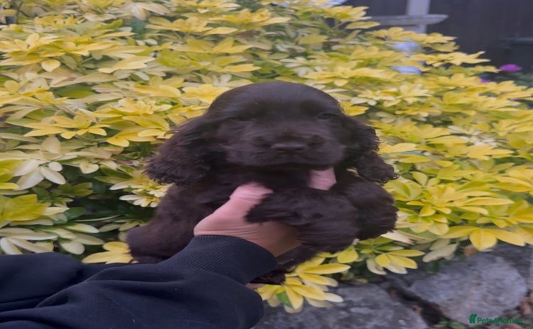 Cocker Spaniel dogs - Advert 2