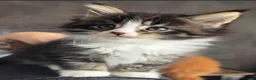 Maine Coon cats for sale: Chunky mainecoon babies - Advert 3