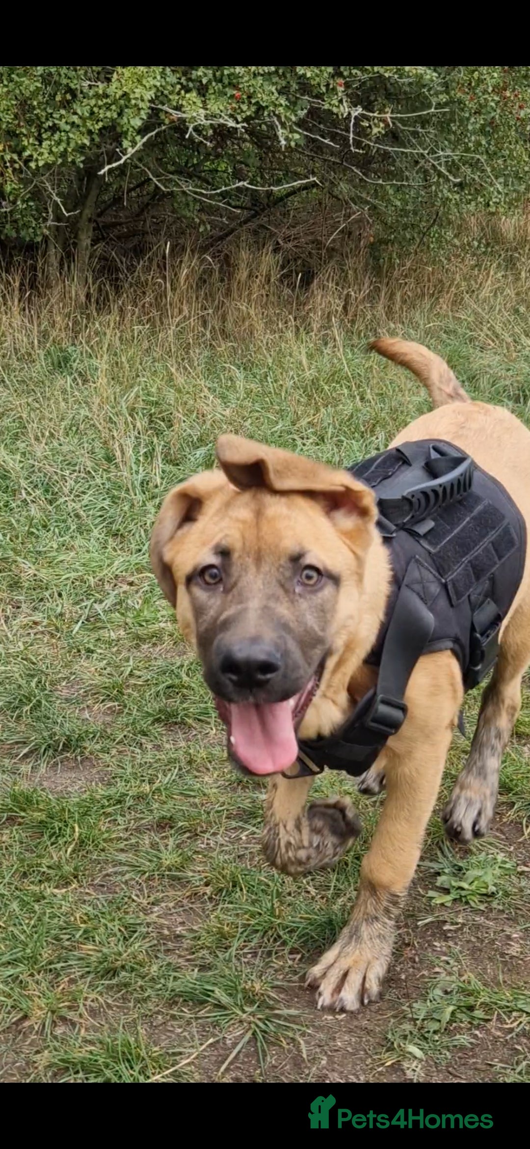 Mixed Breed dogs for sale: 7 month german shepherd X dogue de bordeaux  - Advert 6