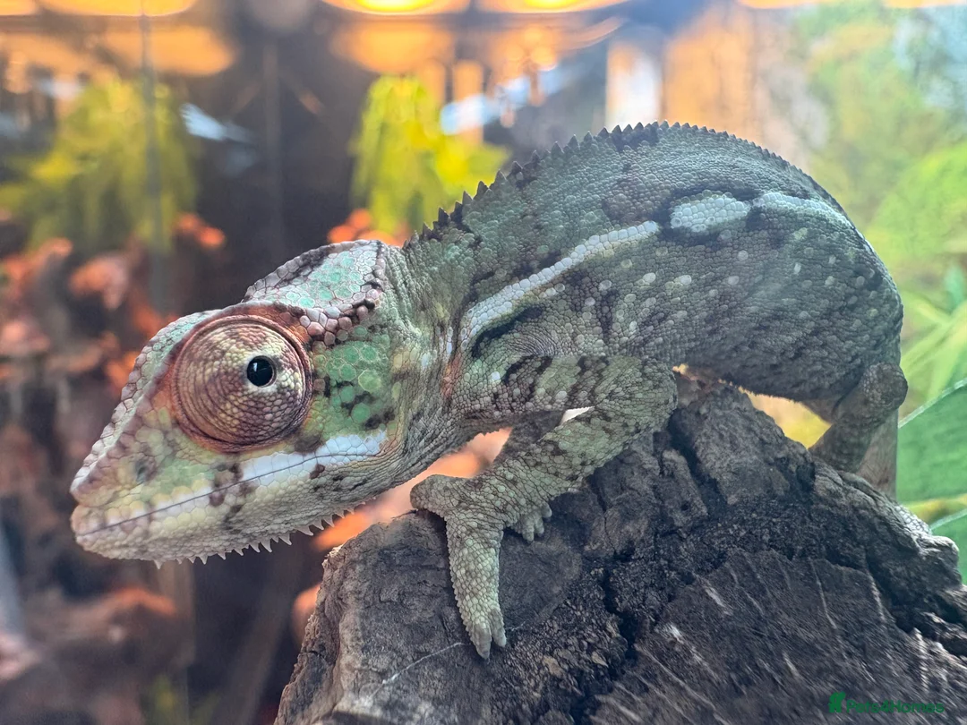 Chameleon reptiles for sale: Panther Chameleon- nosy mitsio - Advert 1
