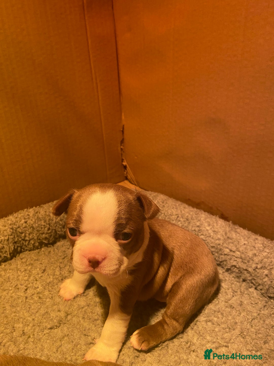 Boston Terrier dogs for sale: 🐾 Last Boston Terrier pup available 🐾 - Advert 10