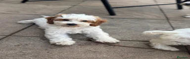 Cockapoo 2