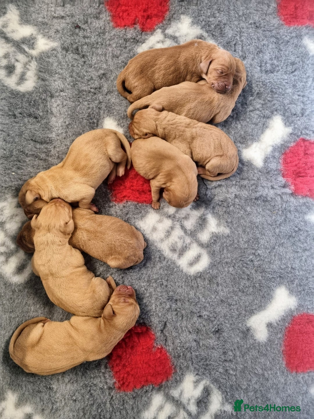 Hungarian Vizsla dogs for sale: Hungarian Vizsla x Fox Red Labrador Puppies - Image 14