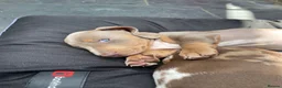 Miniature Dachshund dogs for sale: STUNNING Mini Dachs 🩶 🤎 - Advert 12