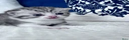 British Shorthair cats for sale: Beautiful British short hair kittens - Advert 30