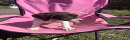 English Springer Spaniel dogs for sale: English springer spaniel pups for sale - Advert 37