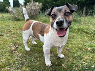 Jack Russell dogs Jack Russell Stud Available - Advert 5