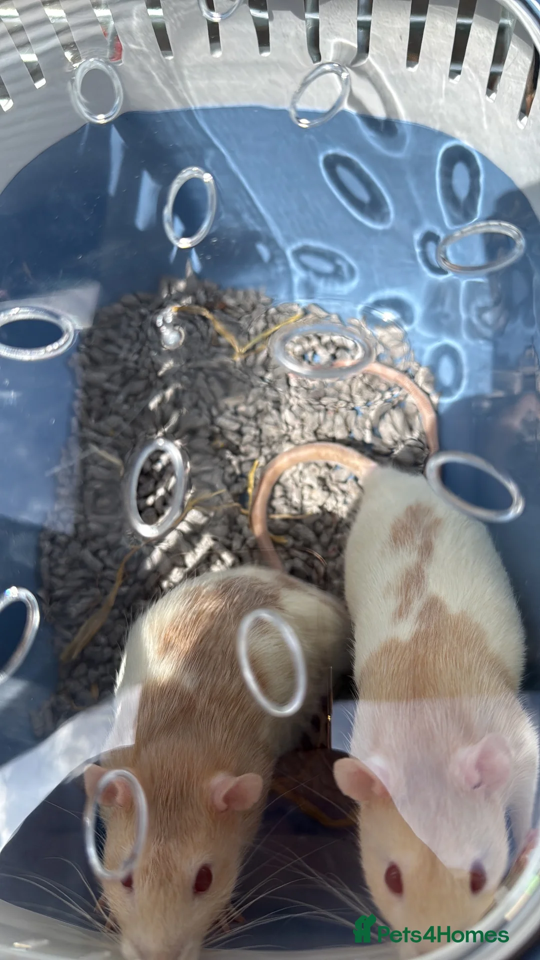 Rat rodents for sale: 2X male fancy albino rats in Plymouth - Advert 2