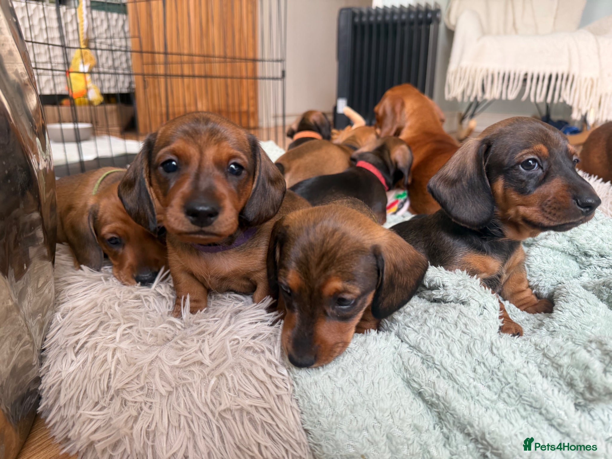 Miniature Dachshund dogs KC registered Miniature dachshunds red&shaded red - Advert 2