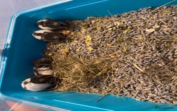 Rat rodents for sale: Rat pups  - Image 3